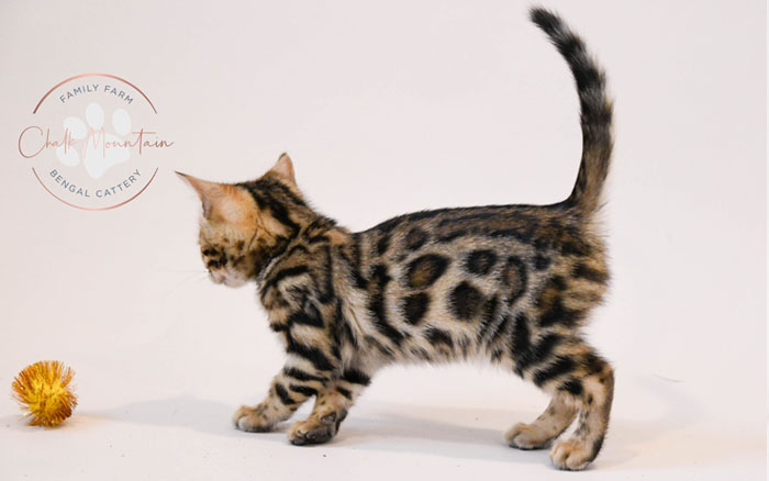 Bengal kitten for sale